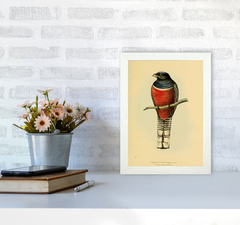 Vintage Purple Breasted Trogon Art Print by Jason Stanley A4 Oak Frame