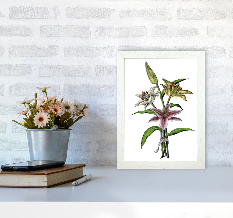 Vintage Lilly Illustration Art Print by Jason Stanley A4 Oak Frame
