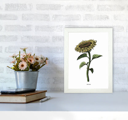Sunflowers For President Art Print by Jason Stanley A4 Oak Frame