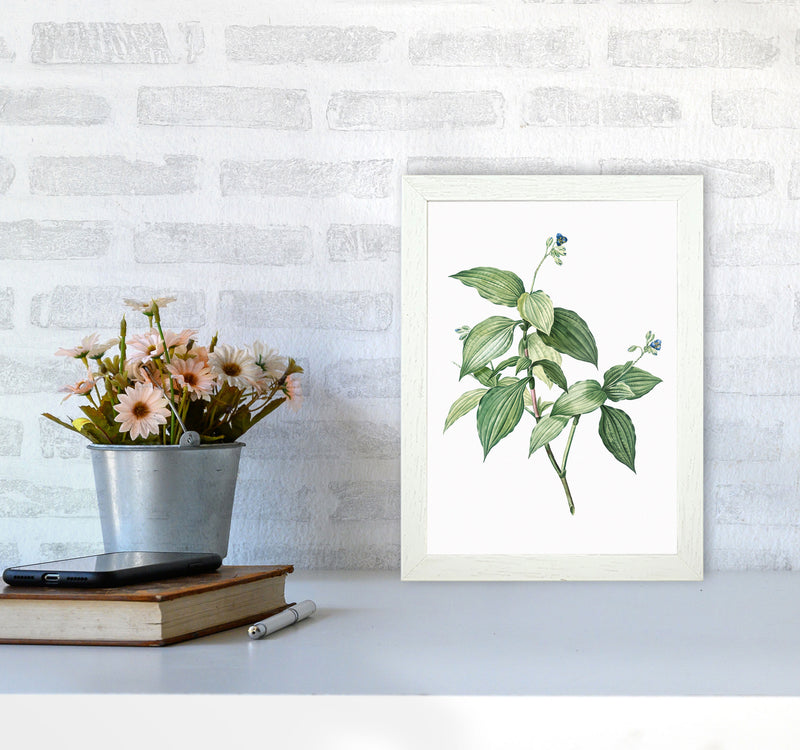 Vintage Botanical Plant Art Print by Jason Stanley A4 Oak Frame