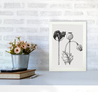 Vintage Poppy Plant Art Print by Jason Stanley A4 Oak Frame