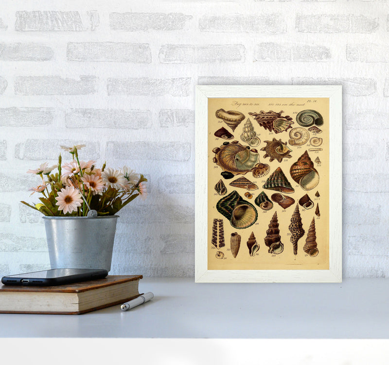 Vintage Shells Art Print by Jason Stanley A4 Oak Frame