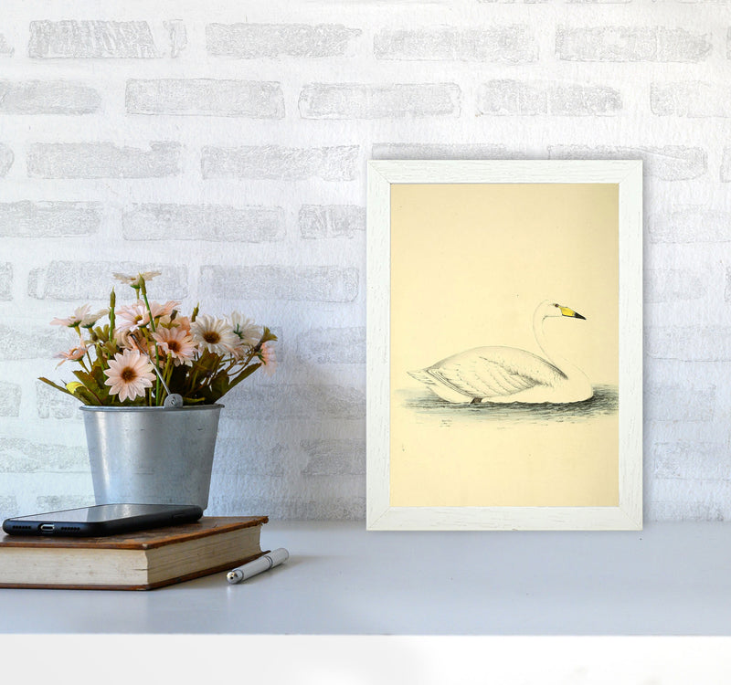 Vintage Swan Art Print by Jason Stanley A4 Oak Frame
