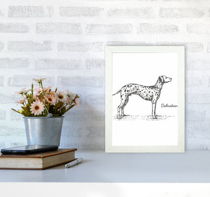 Dalmation Art Print by Jason Stanley A4 Oak Frame