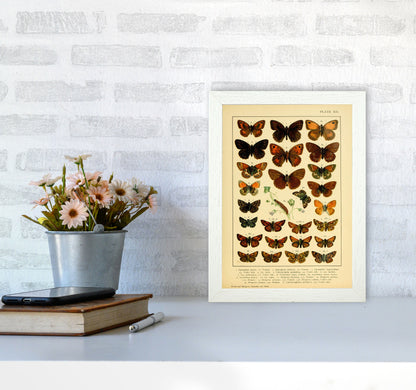 Vintage Butterfly Illustration #2 Art Print by Jason Stanley A4 Oak Frame