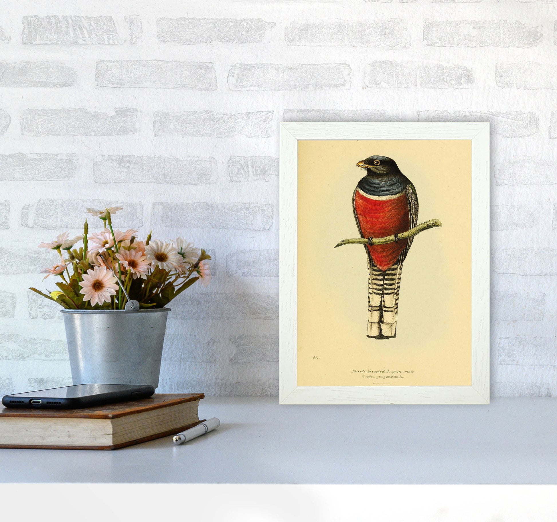 Purple Breasted Trogon Copy Art Print by Jason Stanley A4 Oak Frame