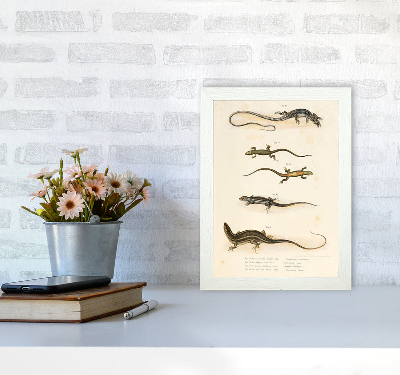 Vintage Salamander Illustration Art Print by Jason Stanley A4 Oak Frame