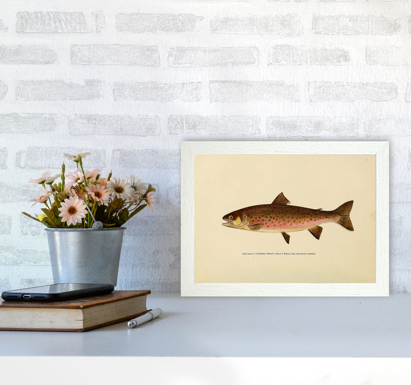 Dolly Varden Trout Illustration Art Print by Jason Stanley A4 Oak Frame