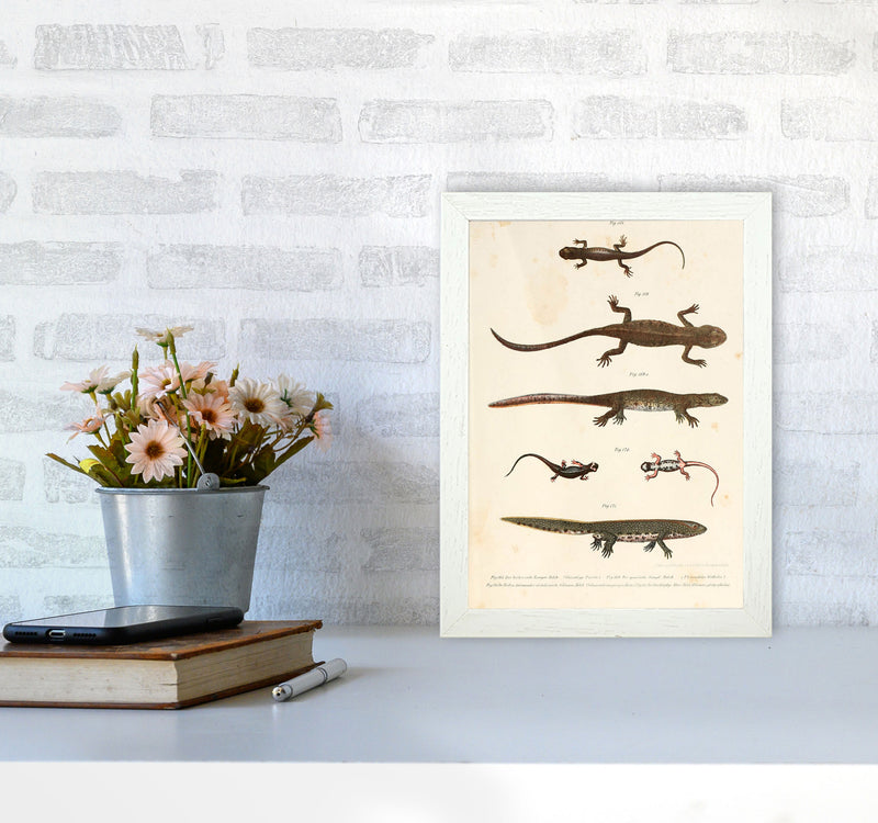 Vintage Newt Illustration Art Print by Jason Stanley A4 Oak Frame