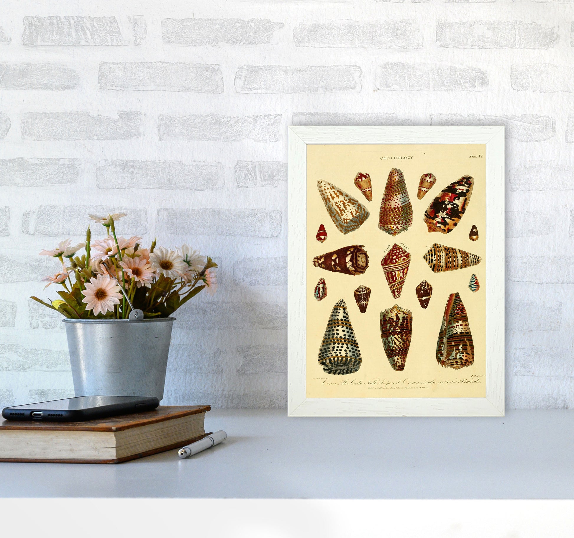 Conchology Illustration 2 Art Print by Jason Stanley A4 Oak Frame