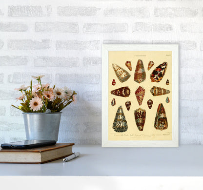 Conchology Illustration 2 Art Print by Jason Stanley A4 Oak Frame