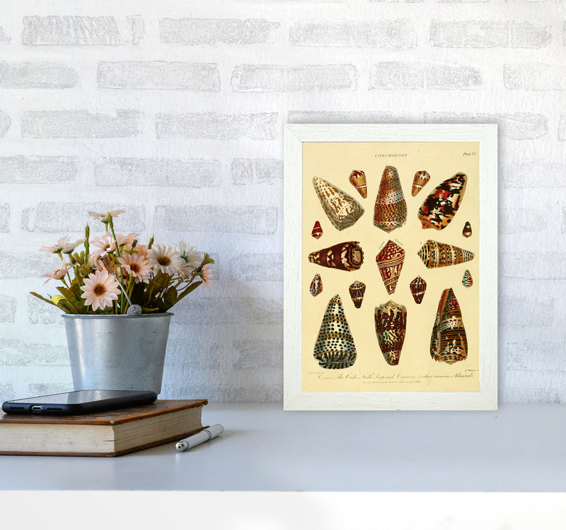 Conchology Illustration 2 Art Print by Jason Stanley A4 Oak Frame