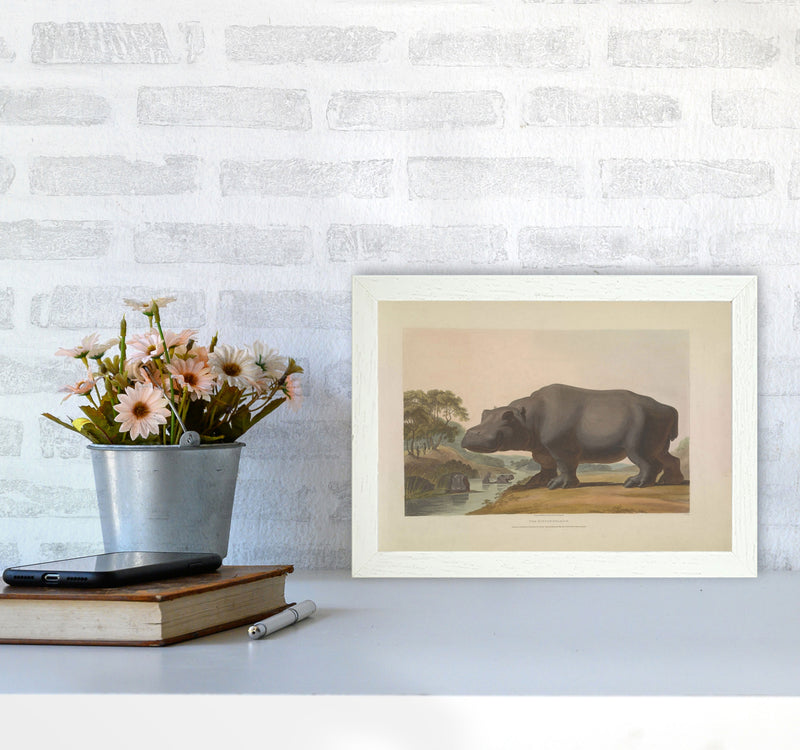 Vintage Hippo Illustration Art Print by Jason Stanley A4 Oak Frame