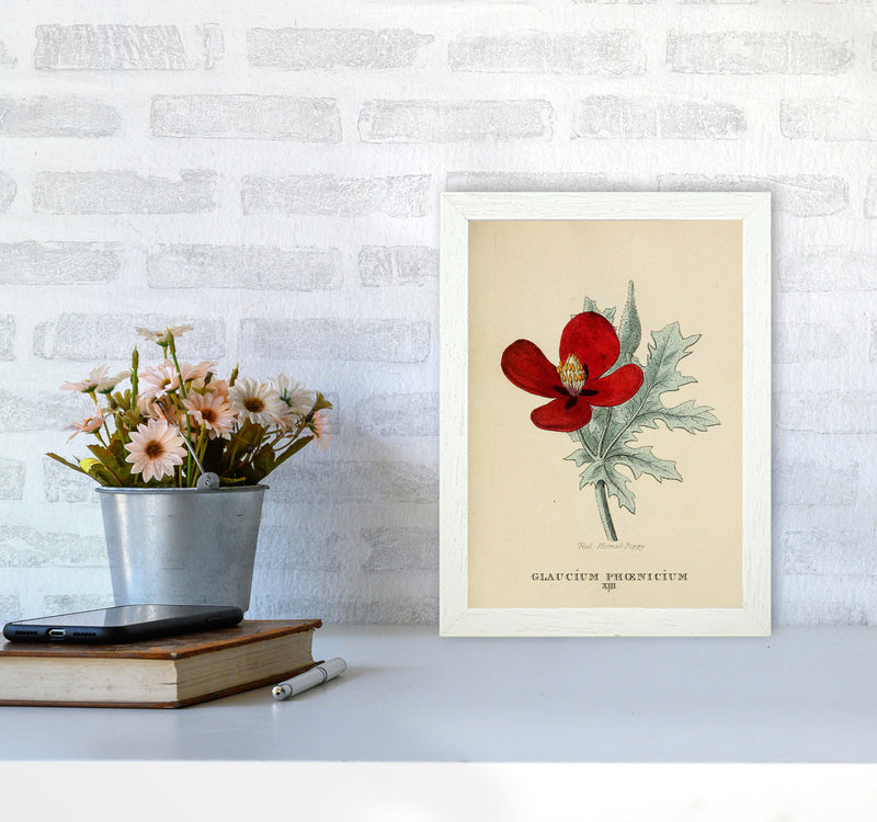 Vintage Flower Series 2 Art Print by Jason Stanley A4 Oak Frame