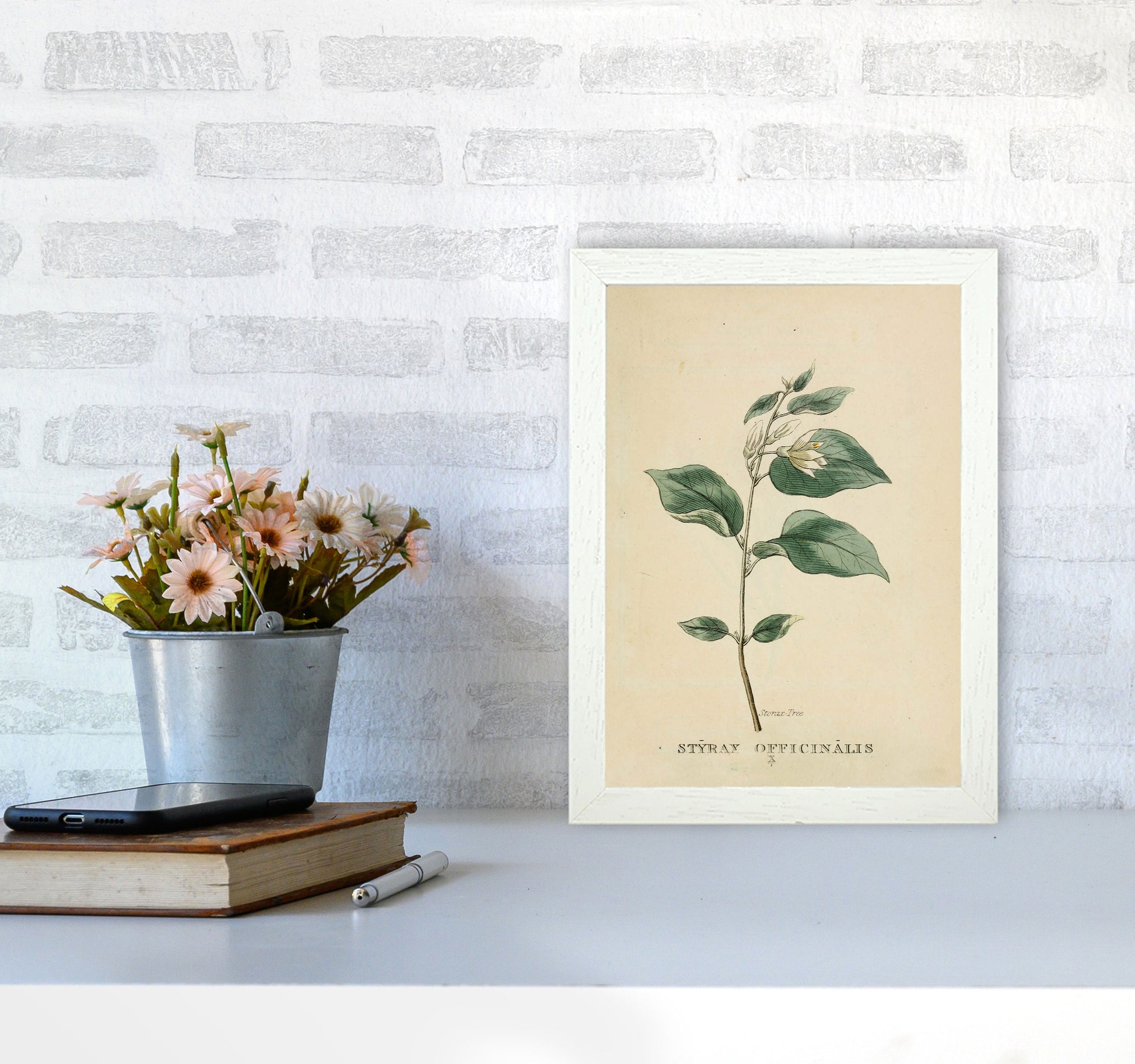 Vintage Flower Series 1 Art Print by Jason Stanley A4 Oak Frame