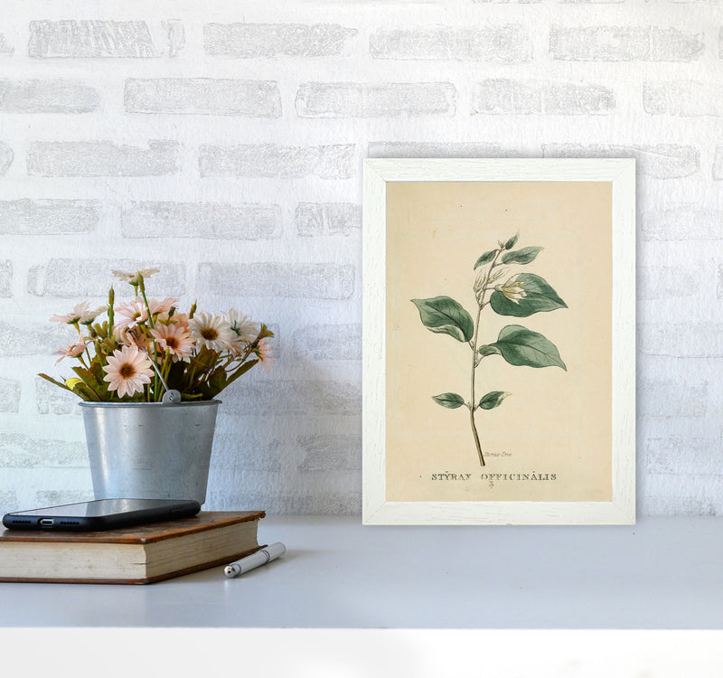 Vintage Flower Series 1 Art Print by Jason Stanley A4 Oak Frame