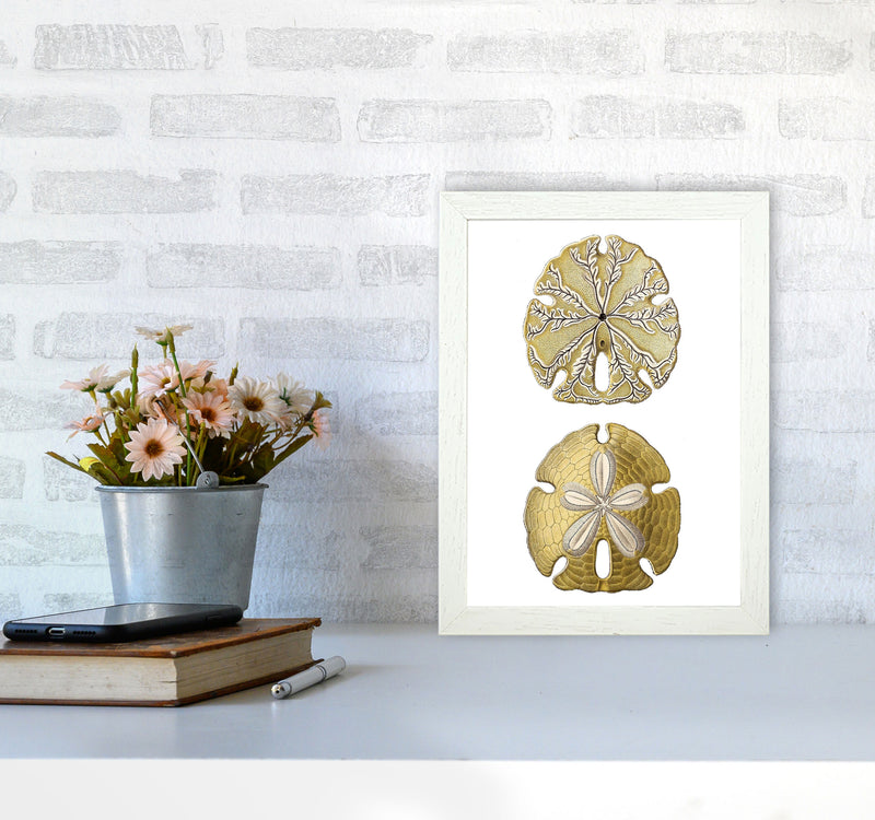 Sand Dollar Illustration Art Print by Jason Stanley A4 Oak Frame