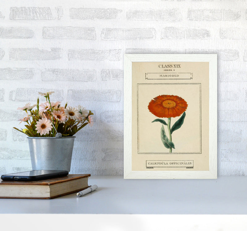 Vintage Flower Series 9 Art Print by Jason Stanley A4 Oak Frame