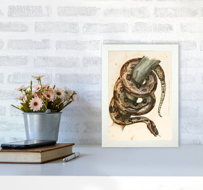 Vintage Snake Illustration Art Print by Jason Stanley A4 Oak Frame