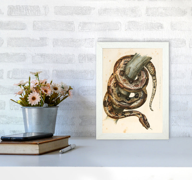 Vintage Snake Illustration Art Print by Jason Stanley A4 Oak Frame