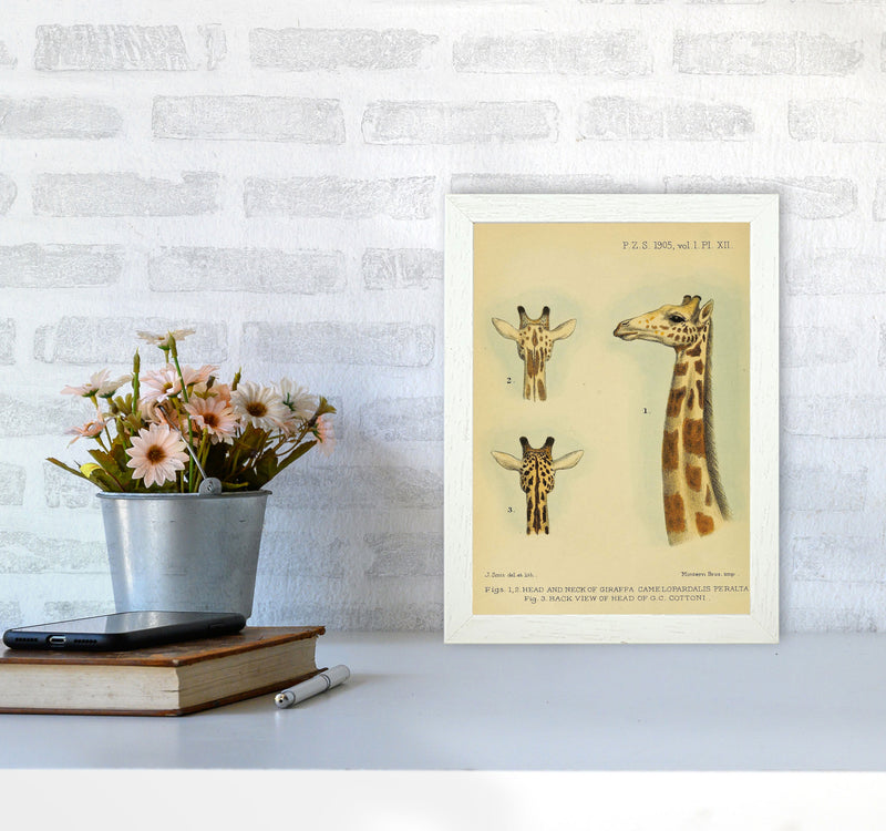 Longest Neck In The Jungle Art Print by Jason Stanley A4 Oak Frame