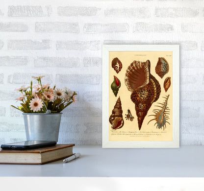 Vintage Conchology 2 Art Print by Jason Stanley A4 Oak Frame