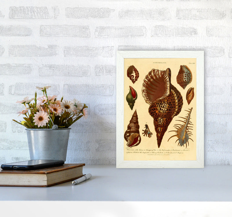 Vintage Conchology 2 Art Print by Jason Stanley A4 Oak Frame