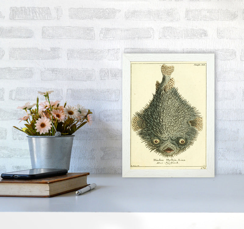 Vintage Japanese Fish Art Print by Jason Stanley A4 Oak Frame