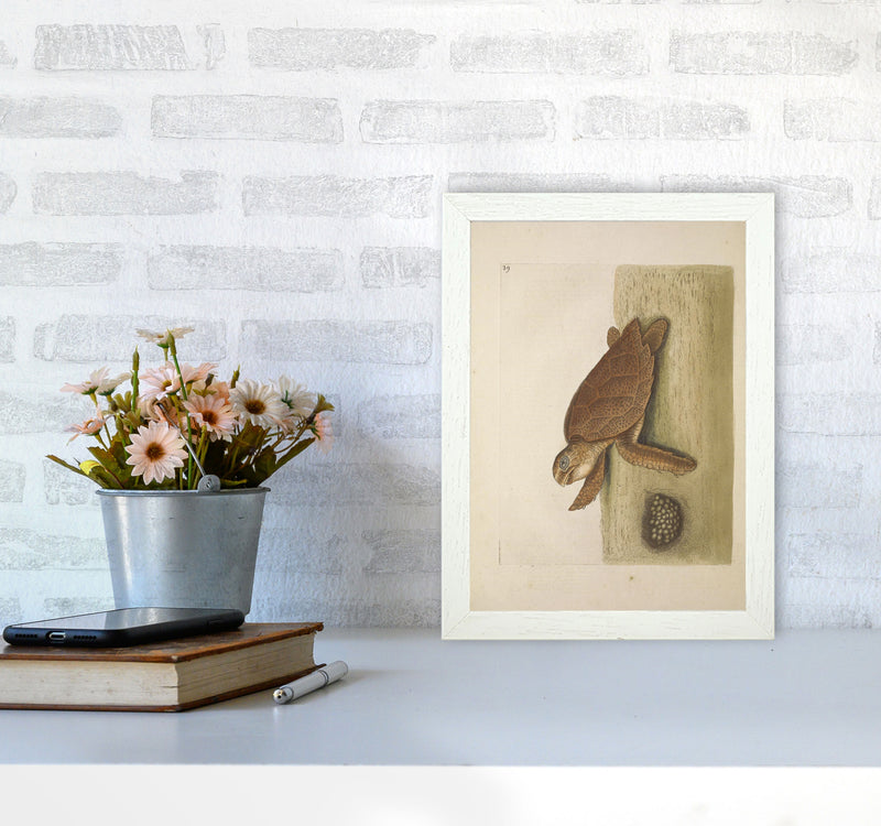 Vintage Sea Turtle Art Print by Jason Stanley A4 Oak Frame