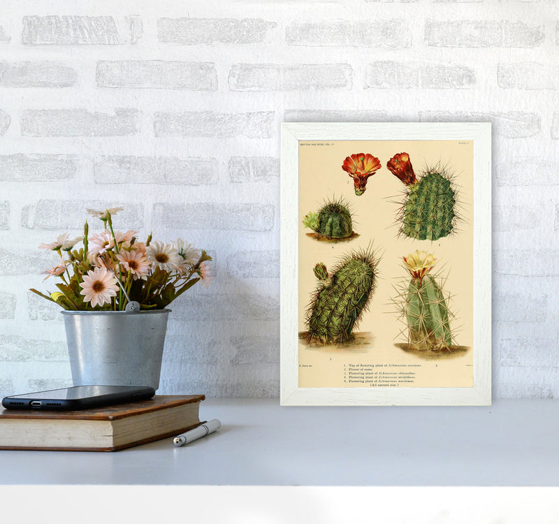 Cactus Series 1 Art Print by Jason Stanley A4 Oak Frame