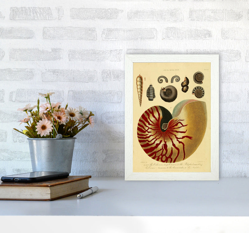 Vintage Conchology Art Print by Jason Stanley A4 Oak Frame