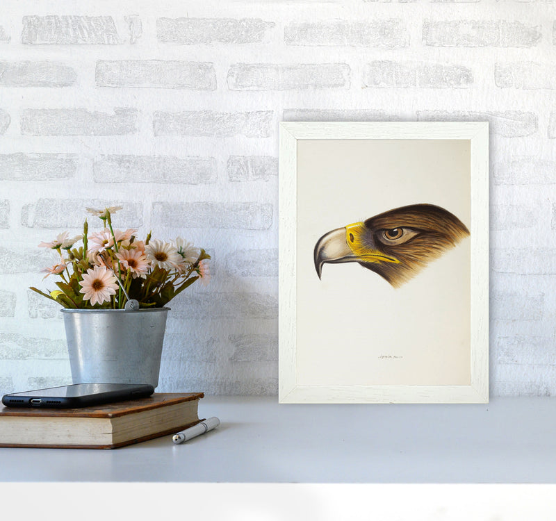 Vintage Eagle Face Art Print by Jason Stanley A4 Oak Frame