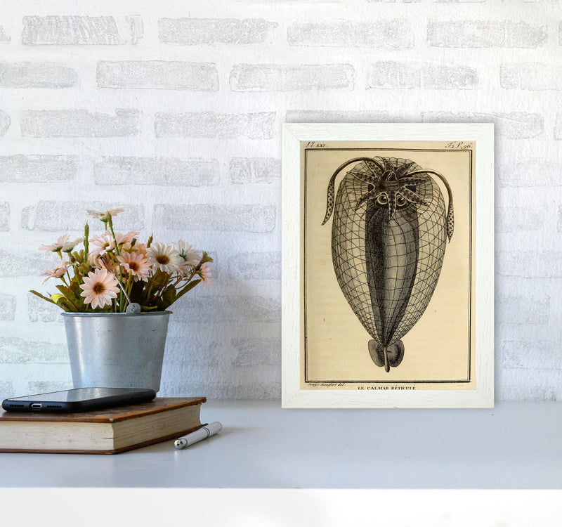 Vintage Squid 4 Art Print by Jason Stanley A4 Oak Frame