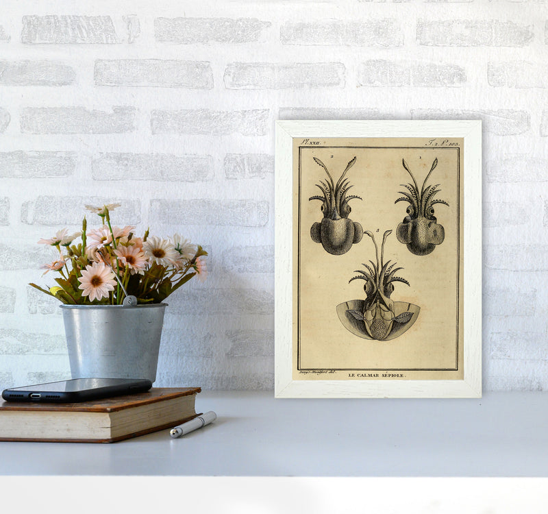 Vintage Squid 3 Art Print by Jason Stanley A4 Oak Frame