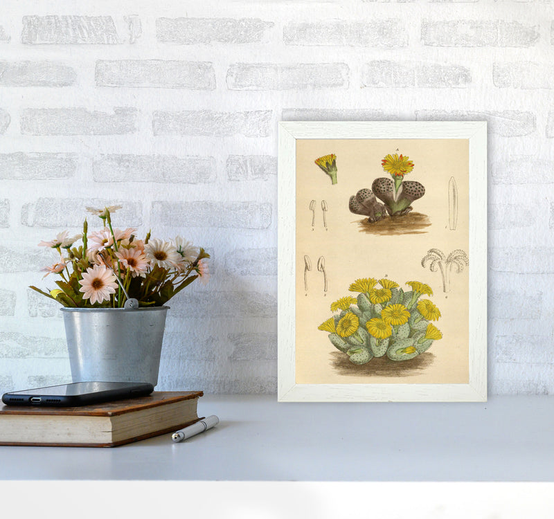 Vintage Cactus III Art Print by Jason Stanley A4 Oak Frame