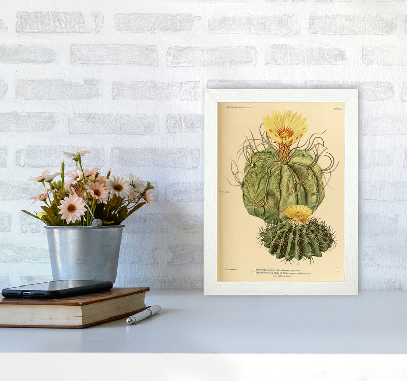 Cactus Series 15 Art Print by Jason Stanley A4 Oak Frame