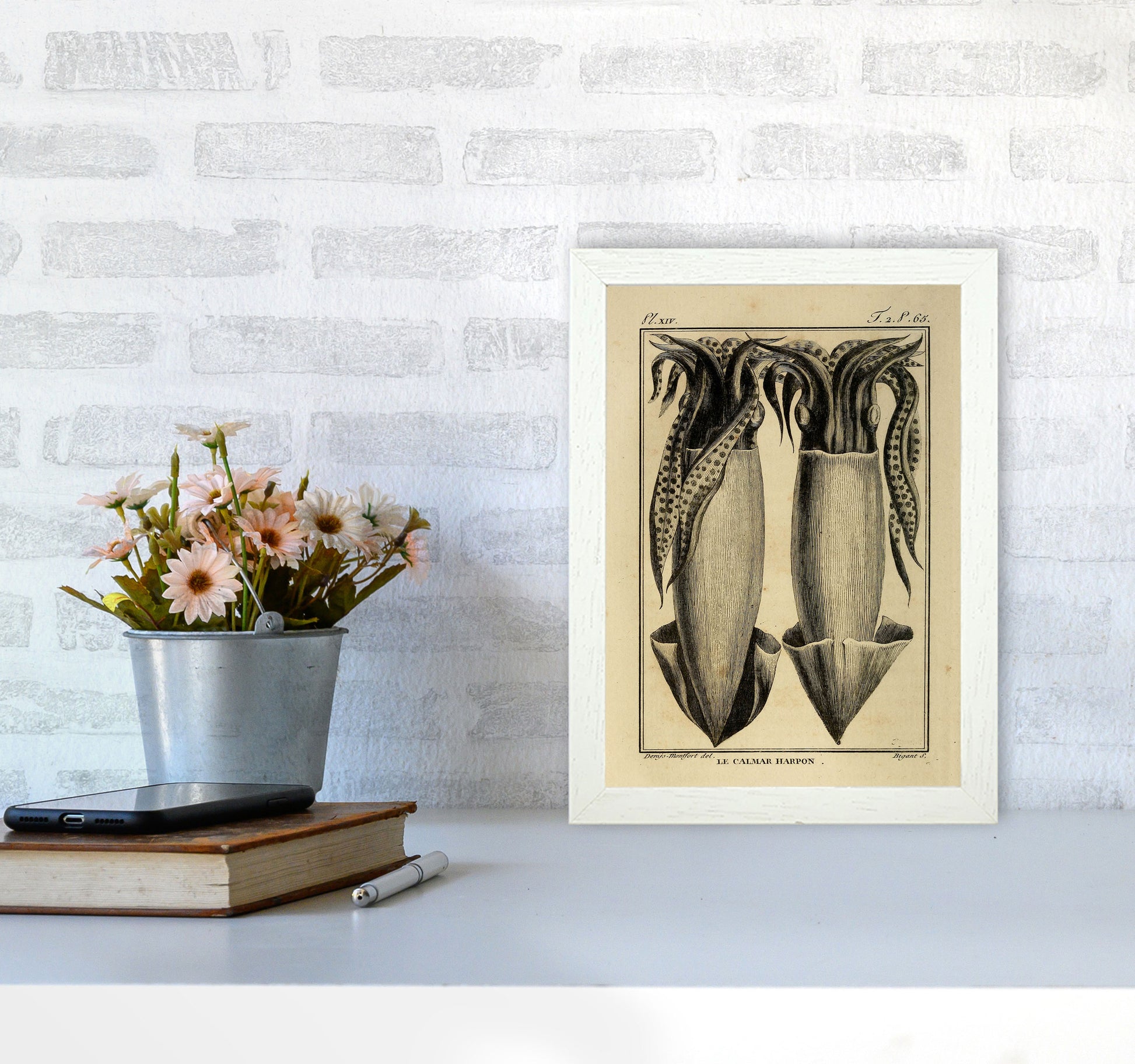 Vintage Squid 5 Art Print by Jason Stanley A4 Oak Frame