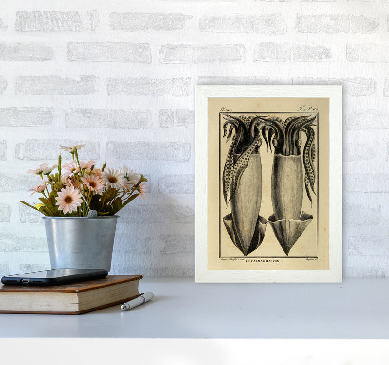 Vintage Squid 5 Art Print by Jason Stanley A4 Oak Frame