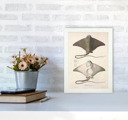 Vintage Stingray Art Print by Jason Stanley A4 Oak Frame