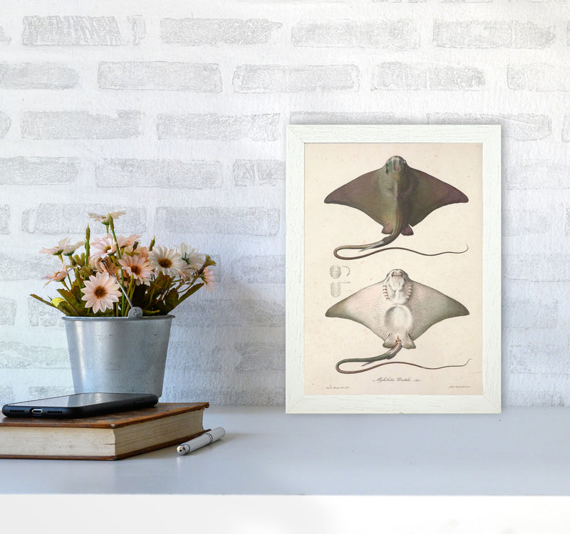 Vintage Stingray Art Print by Jason Stanley A4 Oak Frame