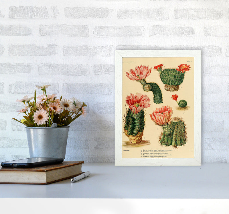 Cactus Series 3 Art Print by Jason Stanley A4 Oak Frame