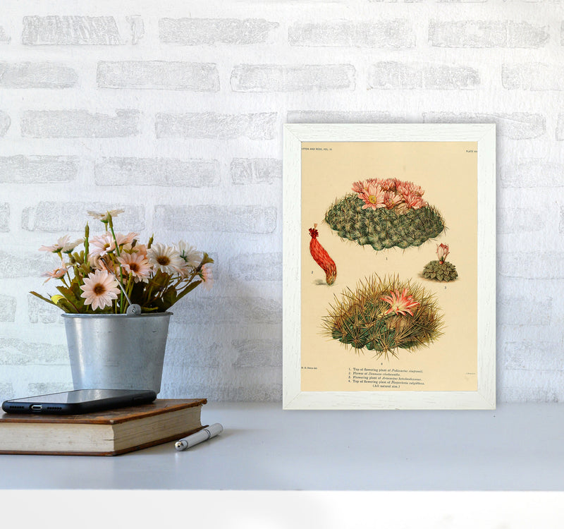 Cactus Series 7 Art Print by Jason Stanley A4 Oak Frame