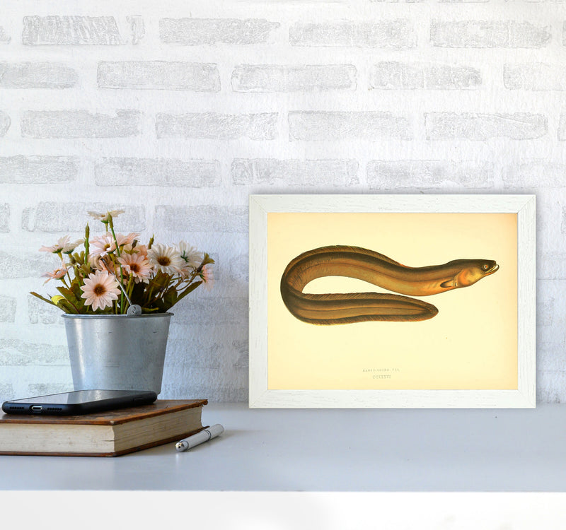 Broad Nosed Eel Art Print by Jason Stanley A4 Oak Frame