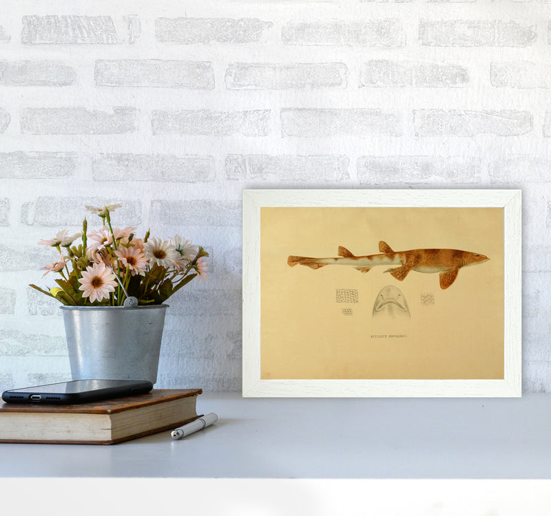 Shark Series 1 Art Print by Jason Stanley A4 Oak Frame