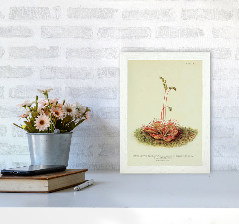 Venus Fly Trap Art Print by Jason Stanley A4 Oak Frame