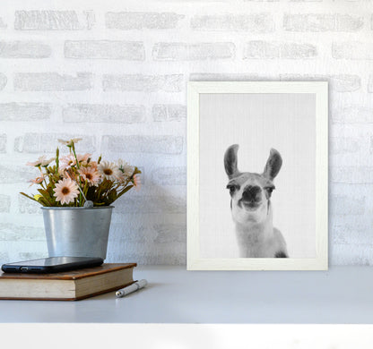 Llama Art Print by Jason Stanley A4 Oak Frame