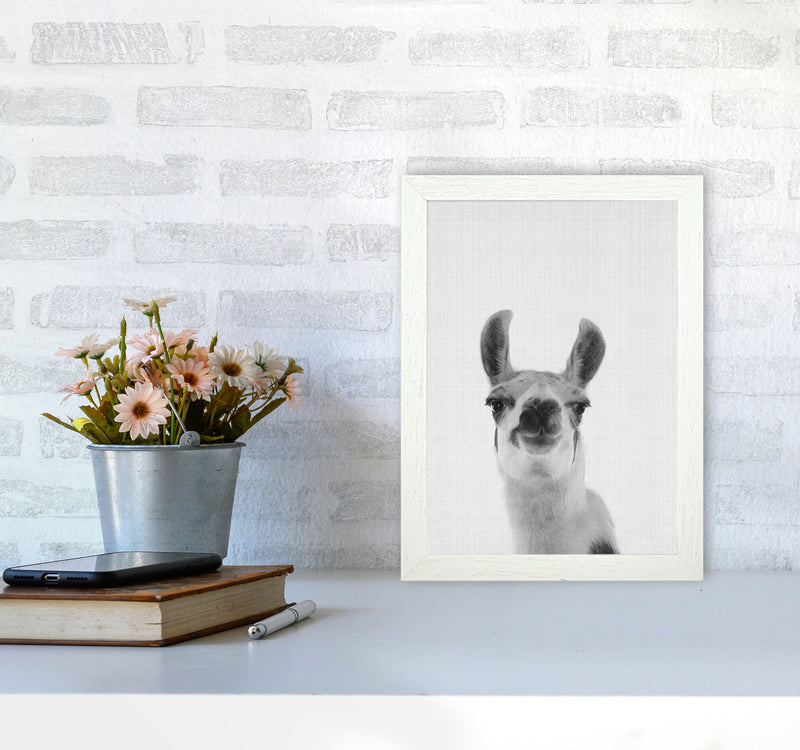 Llama Art Print by Jason Stanley A4 Oak Frame