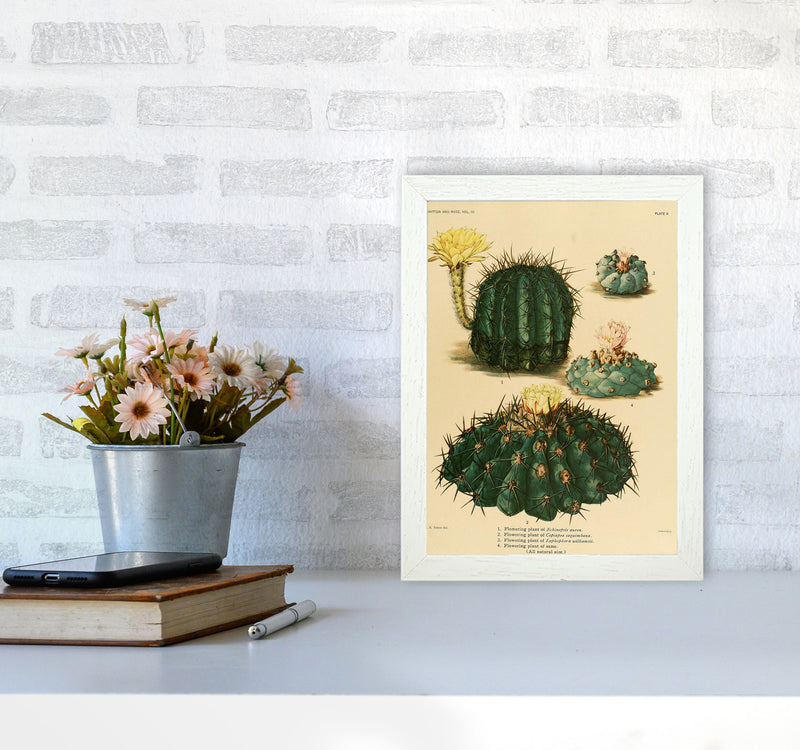 Cactus Series8 Art Print by Jason Stanley A4 Oak Frame