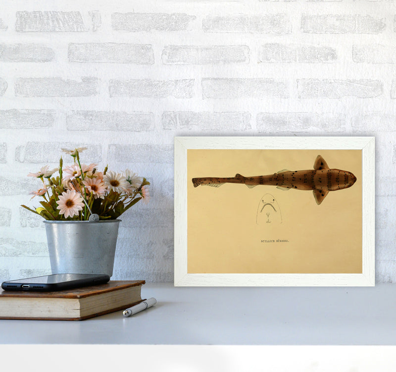 Shark Series 2 Art Print by Jason Stanley A4 Oak Frame