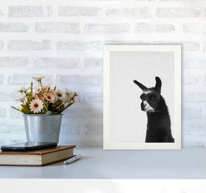 Llama #2 Art Print by Jason Stanley A4 Oak Frame